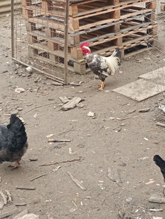 Cocoși de vânzare din primăvara anului trecut ( 2025)5