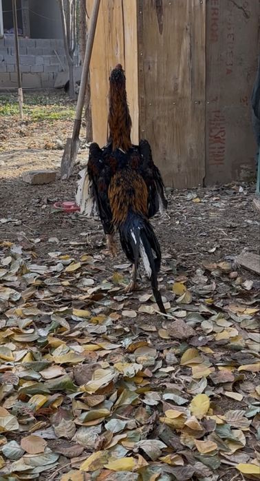 Привязной петушок продаётся от туркия