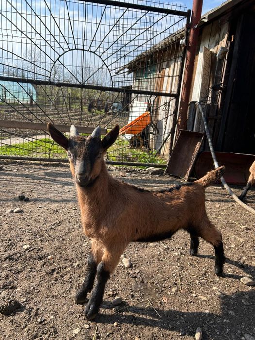 Iezi alpini francezi puri