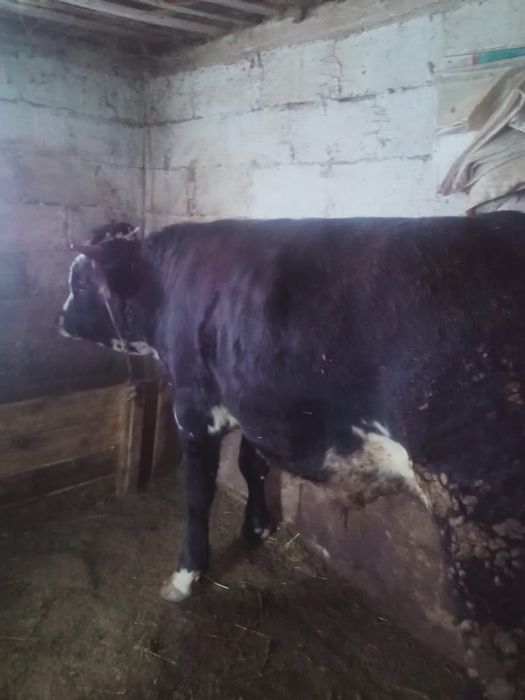 Продам срочно быка на соғум