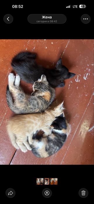 Котята, отдам в хорошие руки бесплатно