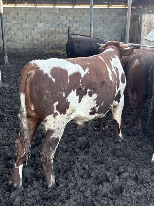 Продам 9 быков с откорма