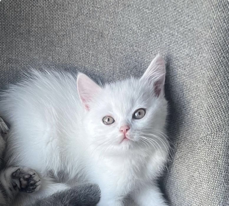 Отдам котенка белого