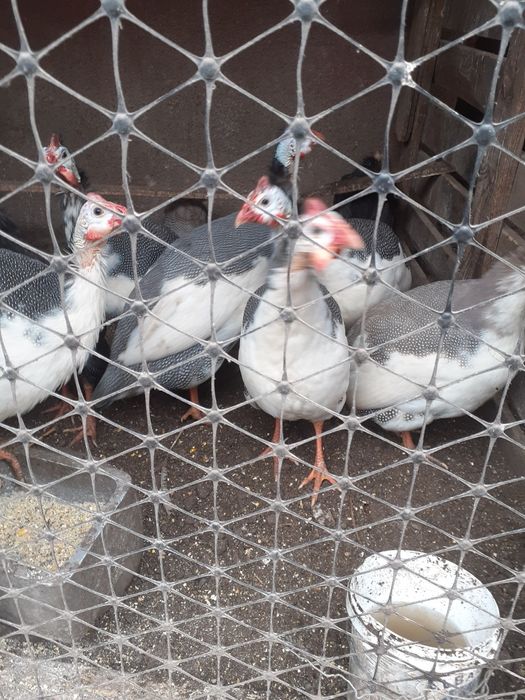 Vând bibilici bălțate și fazani tenebrosi