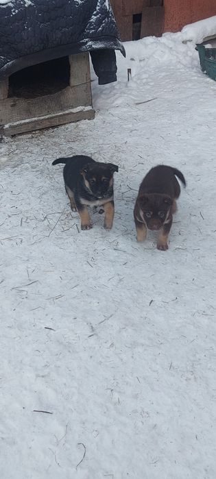 Отдам в добрые руки