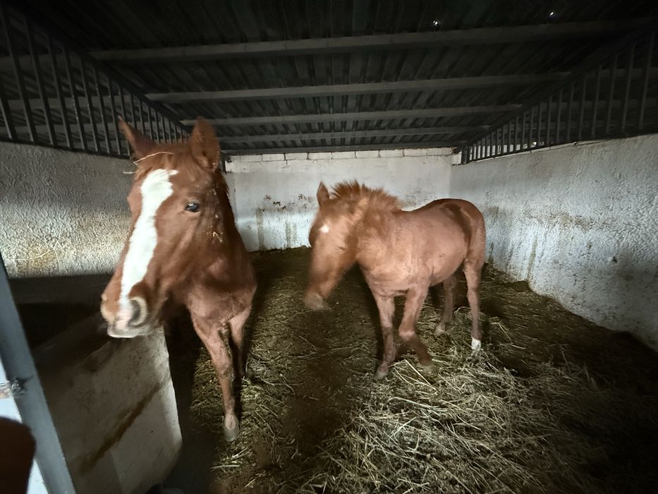 Продам Молодых Кабыл