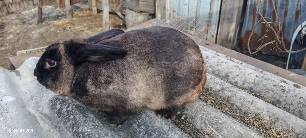 Продам карликового кролика