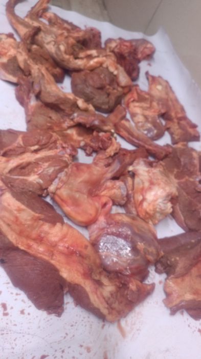 Мяса канины бесплатны даставка