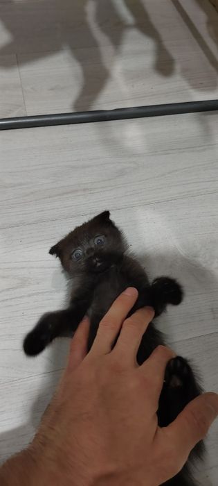 Отдам котят вислоухие 2 девочки