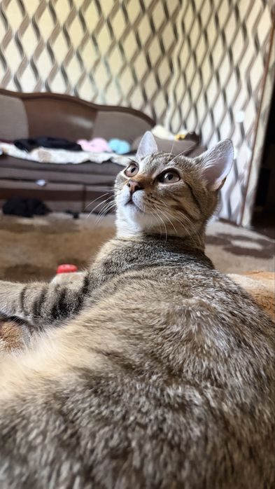 Домашний Котенок Степа