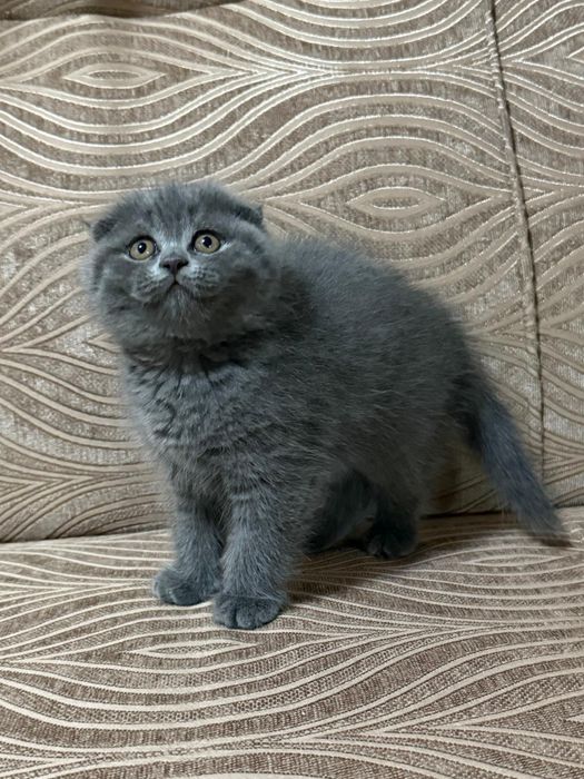 Scottish Fold Short Hair