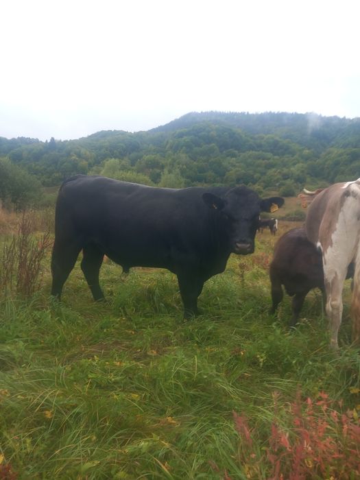 De vanzare taur angus de doi ani jumate
