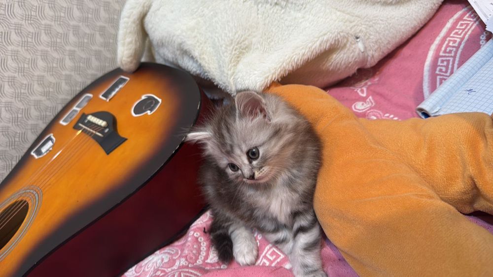 Котенок девочка в добрые руки