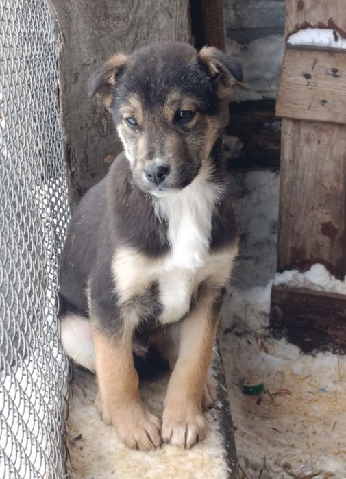 Отдам в добрые руки