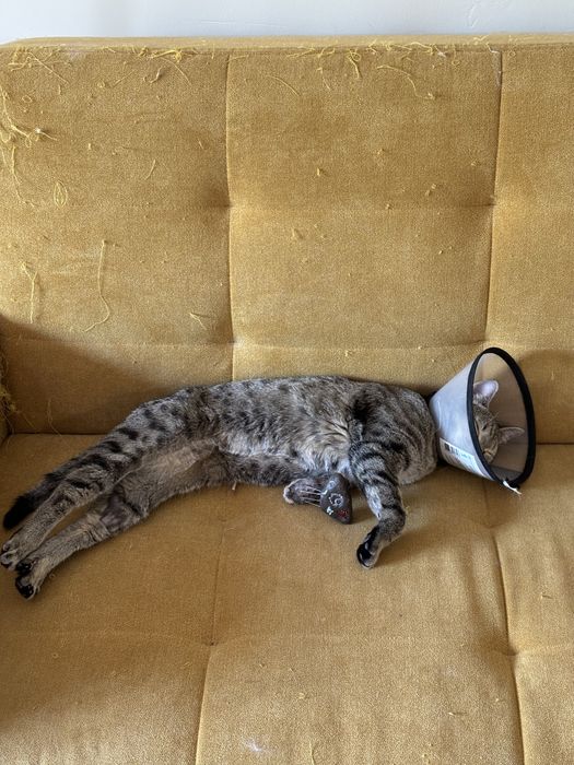 Кот ищет любящий дом