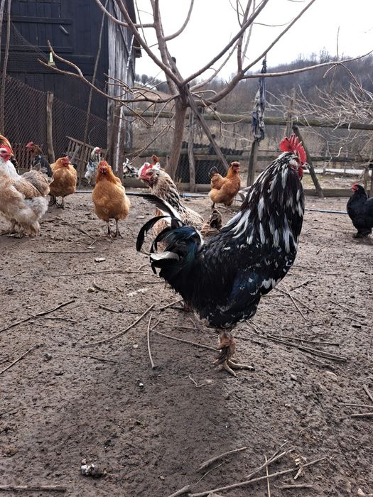 Vând ouă pentru incubat