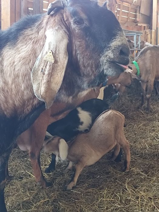 Vând schimb tapisori anglonubian