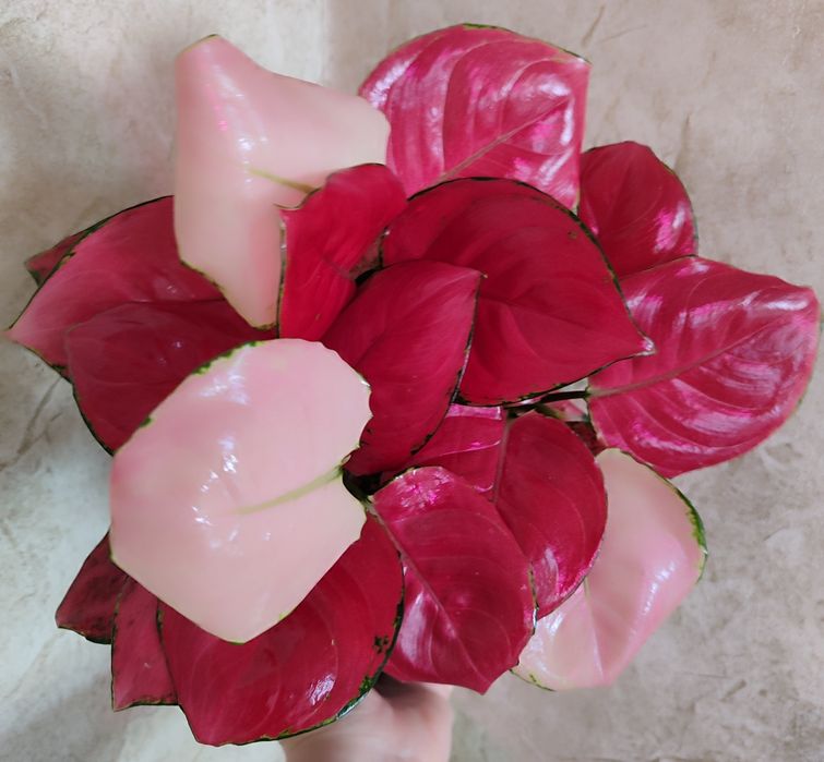 Тайские Аглаонемы