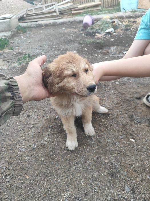 Отдам в хорошие руки
