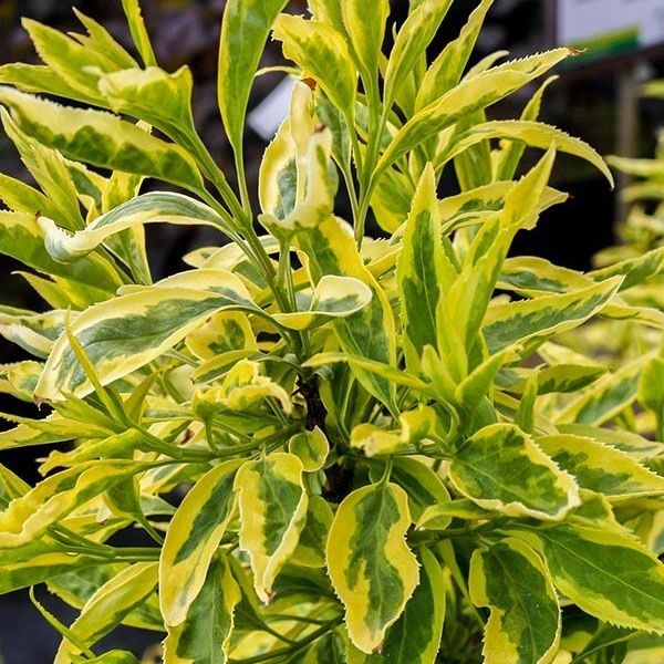 Форзиция пестролистный саженец