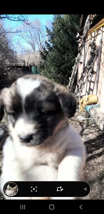 Отдам щенков в добрые руки