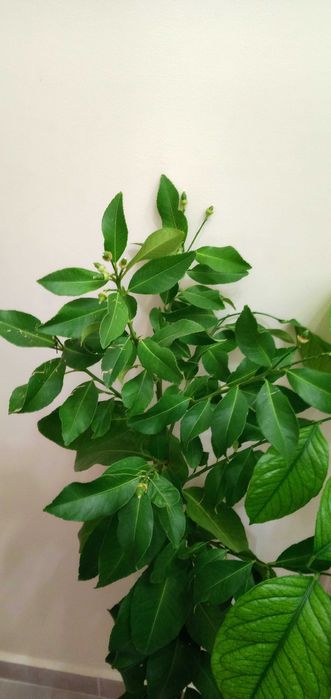 лимони-лимонови дръвчета