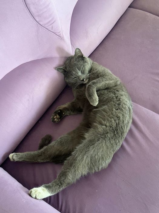 Отдам кота в добрые руки