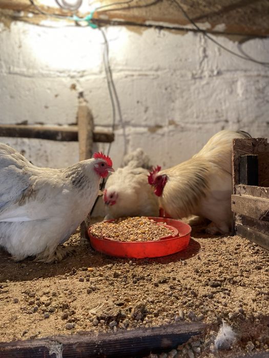 Карлики кохинхины