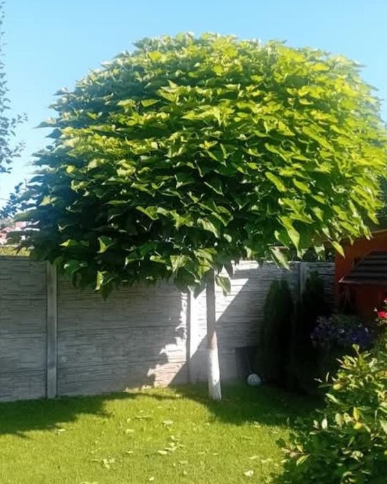 Vând catalpa globulară diferite dimensiuni