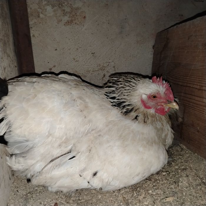 Күрік квочка наседка