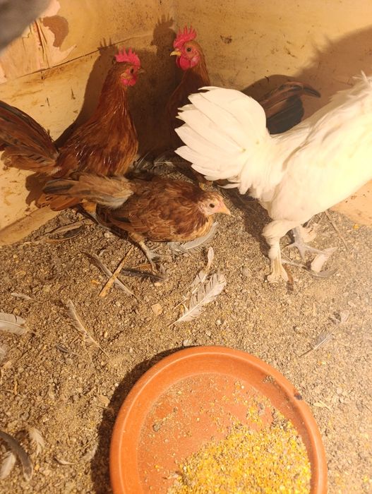 Yapon Tovuq Xorozlar sotladi