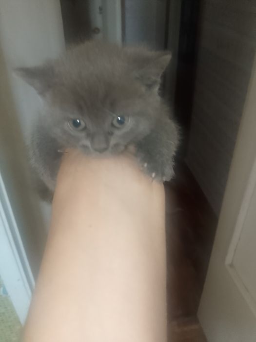 Котята британцы...