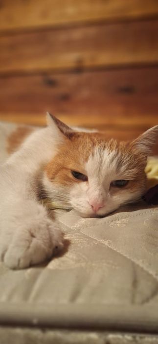 Котик бесплатно!