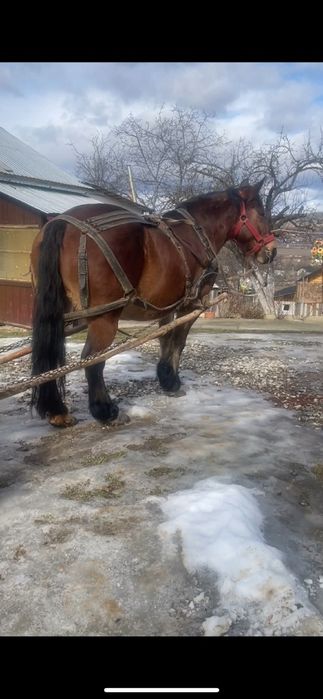 De vânzare, iapa de 6 ani, garantata la orice