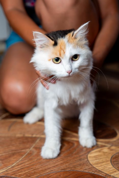 Кошка мышеловка в частный дом