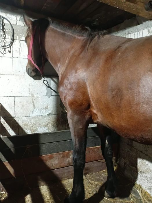 Vand iapa de 3 ani blanda merge forte bine  pret 5500 lei an figa Beclean bistrita nasaud