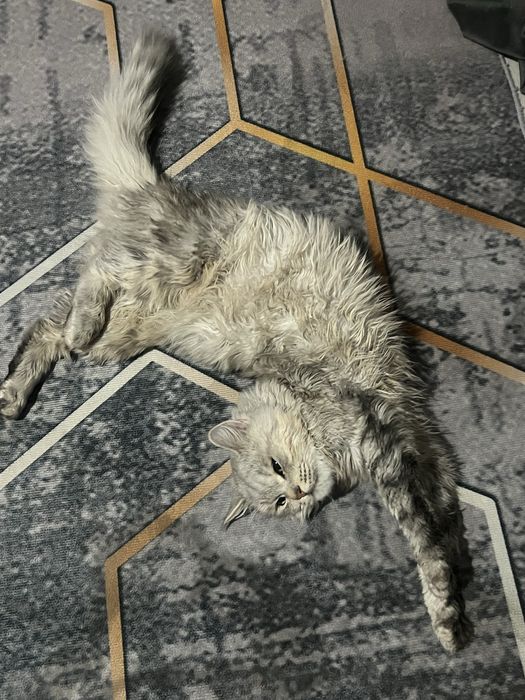 Отдам в добрые руки