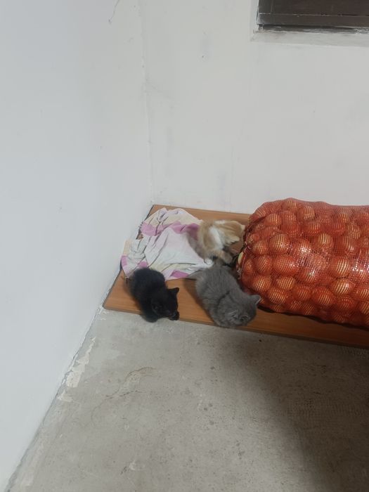 Продам котят крысаловы