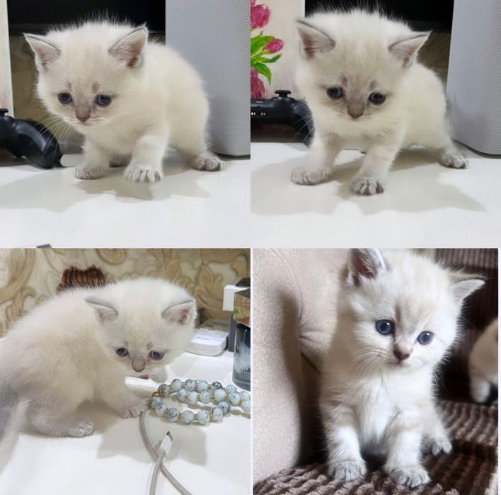 Продаются котята белая шиншилла!