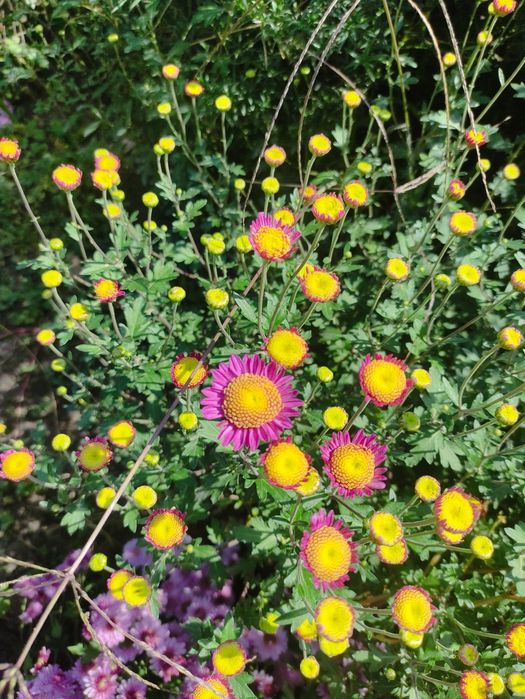 Хризантемы мультифлора