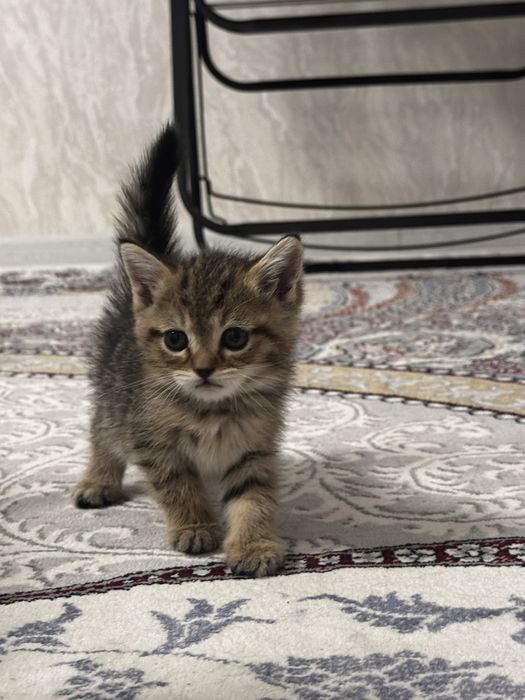5 Котята шиншилла