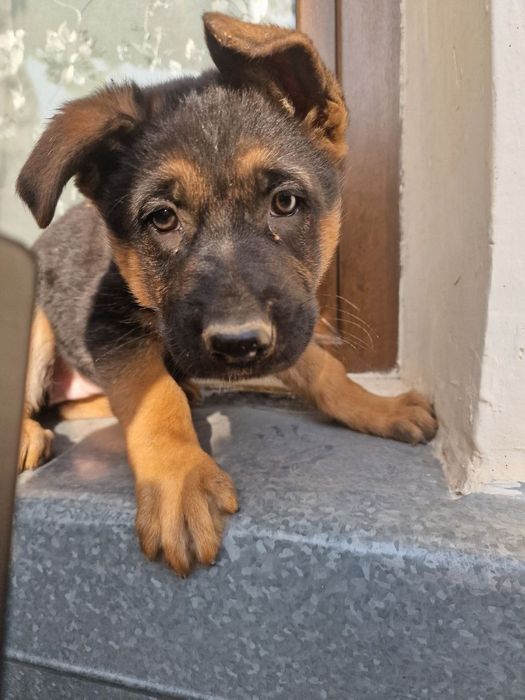 Продаются чистокровные щенки немецкой овчарки.