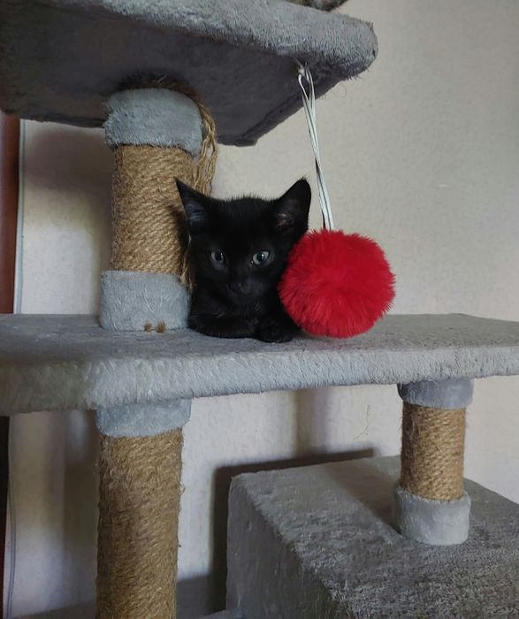Отдам котенка в добрые руки