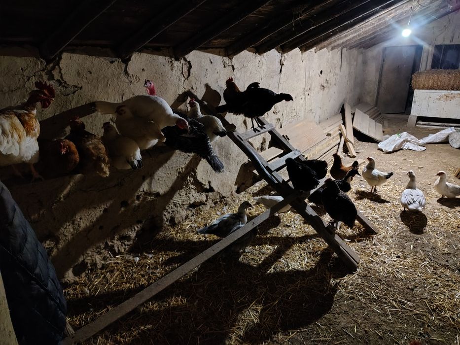 Vând păsări  de casă