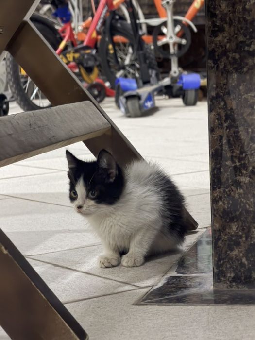 Пристраивается красивый здоровый мальчик котенок