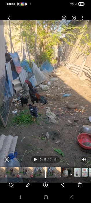 Дакан тухум сотилади зотига жавоб