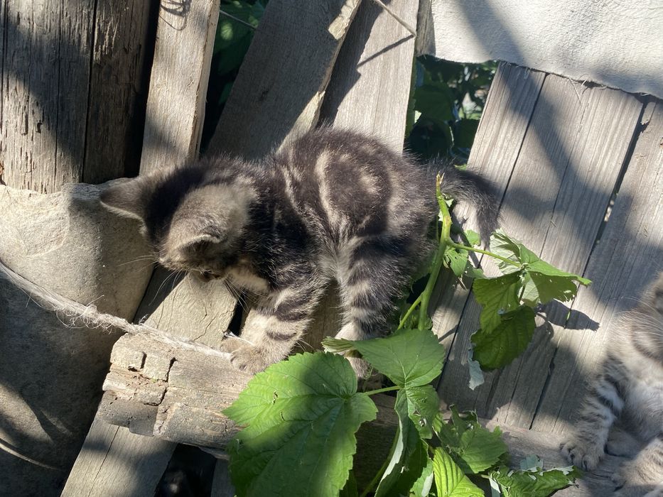 Продам шотландских котят