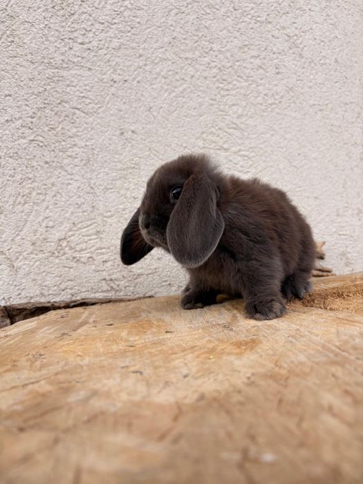 Iepuri pitici de companie mini lop /berbec pitic