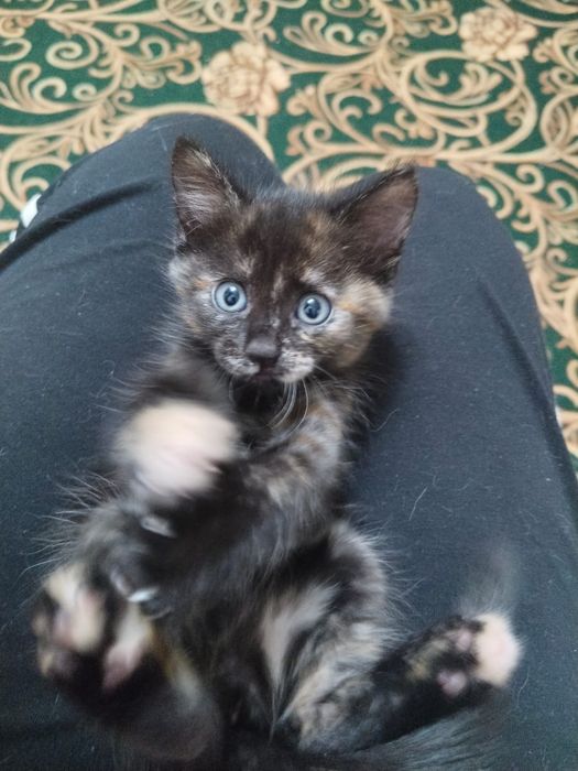 Отдам котёнка в добрые руки
