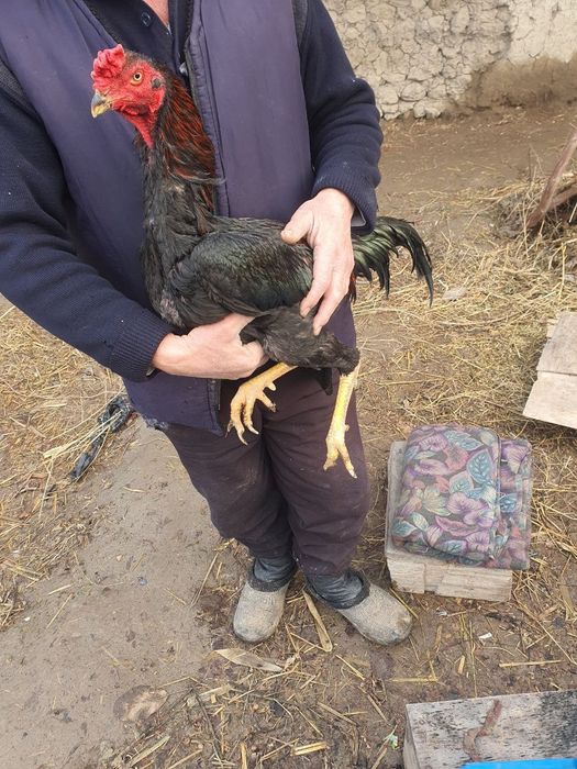 Арлеський дакан сатылады